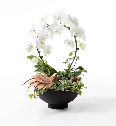 Phalaenopsis i sort fat Phalaenopsis i sort fat